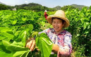 永新科技 江西永新：科技赋能蚕桑产业，助力乡村振兴