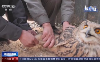 斑鸟科技 迁徙候鸟，在今冬的北京历经了一场短暂“寒意”的旅程